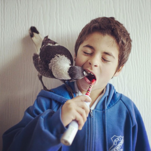 Rescued Magpie Becomes Lifelong Friend With The Family That Saved Her Life (27 Photos)