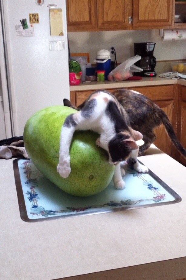 26 Cats Who Will Make You Question Evolution