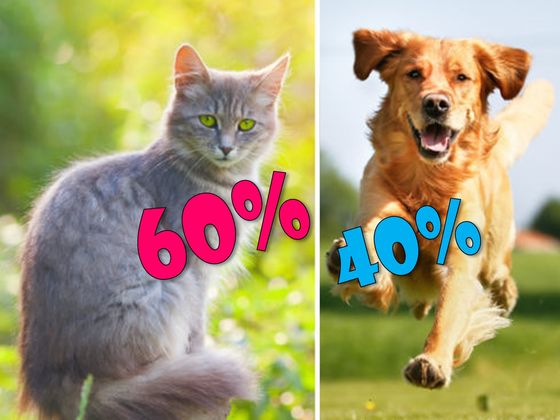 Is Your Personality More Like A Cat Or A Dog?