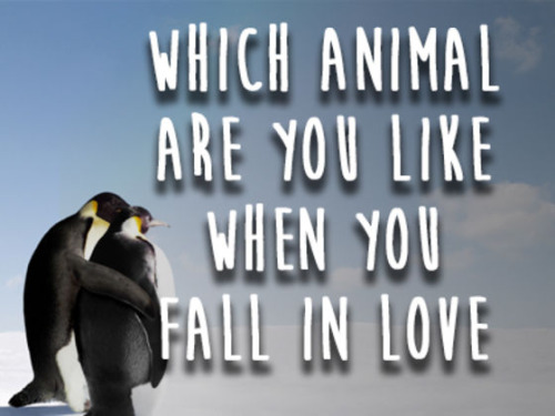 Which Animal Are You Like When You Fall In Love?
