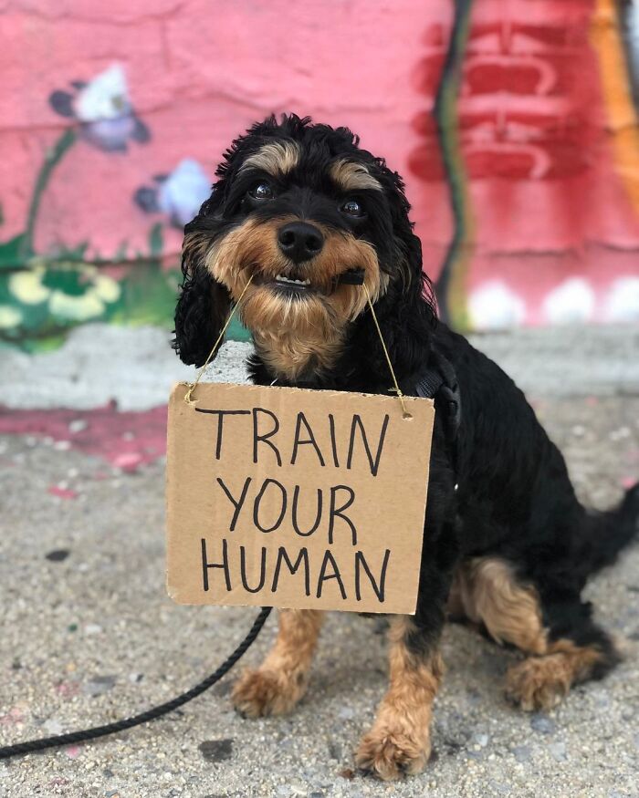 Dog With Sign