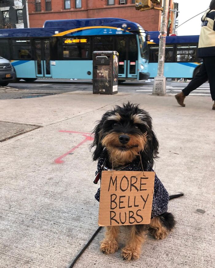 Dog With Sign